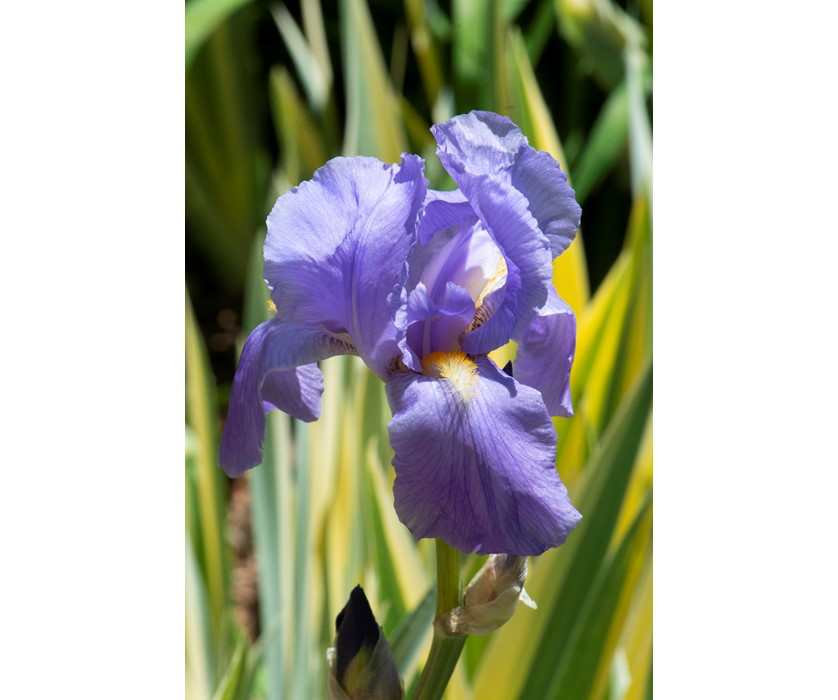 Yellow Dalmatian Iris